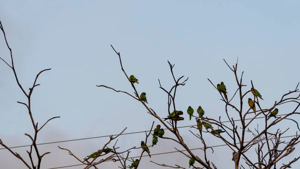 Pták Větvi Stromu Obloze Ptačí Hnízdo Místo Kde Pták Snáší — Stock fotografie
