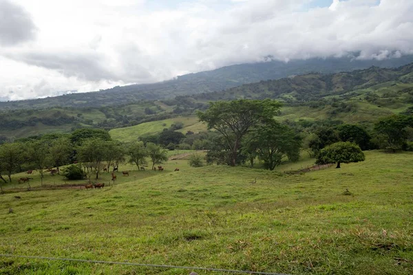 Paisaje Arbustos Árboles Campo Con Niebla Tamesis Antioquia Colombia — Foto de Stock