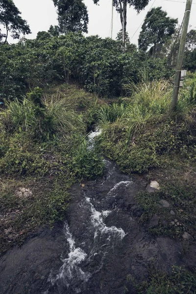 속젖은 Tamesis Antioquia Colombia — 스톡 사진
