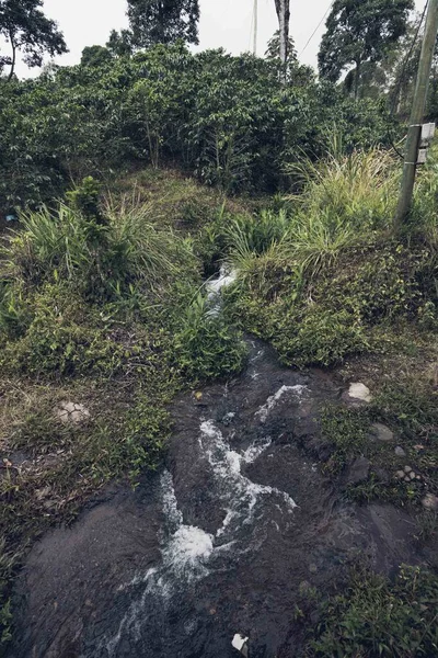 속젖은 Tamesis Antioquia Colombia — 스톡 사진