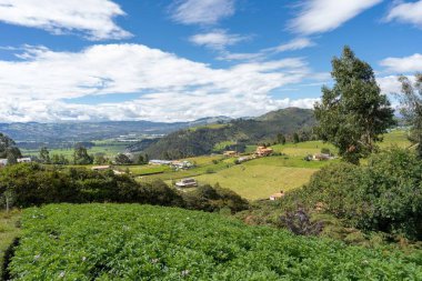 Bezelye ve patates tarlasında. Cundinamarca, Kolombiya.