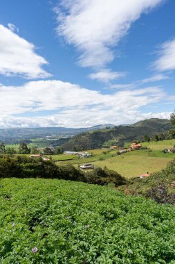 Bezelye ve patates tarlasında. Cundinamarca, Kolombiya.