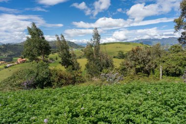 Bezelye ve patates tarlasında. Cundinamarca, Kolombiya.