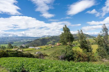 Bezelye ve patates tarlasında. Cundinamarca, Kolombiya.