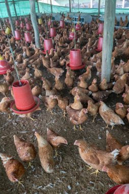 Ahırda tavuklar var. Cundinamarca, Kolombiya.