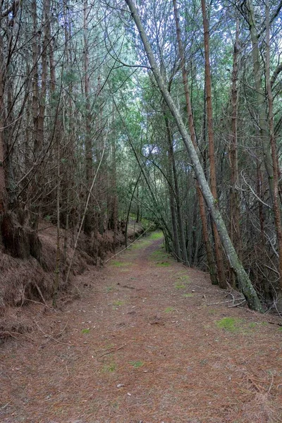 松树林的背景 哥伦比亚昆迪纳马卡 — 图库照片