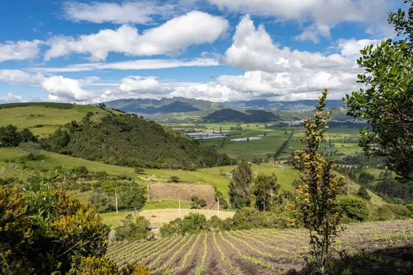 stock image Panoramic landscape with a view of the pea crop. Cundinamarca, Colombia.