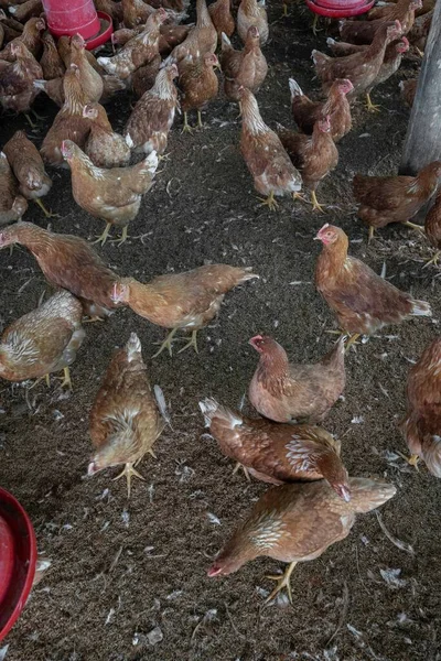把母鸡放在谷仓里 哥伦比亚昆迪纳马卡 — 图库照片