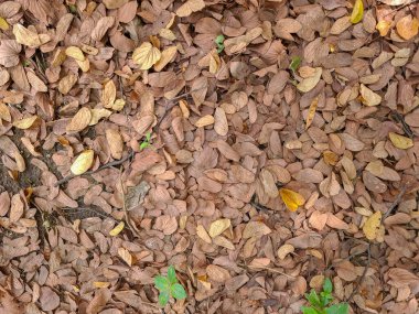 Arka planda sonbahar yaprakları var. Medellin, Kolombiya.