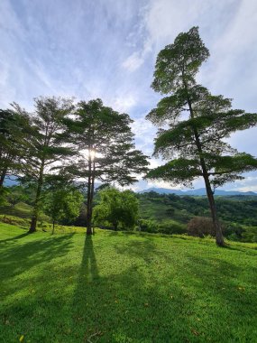 Tarlada güzel mavi gökyüzü olan ağaçlar. Tamesis, Antioquia, Kolombiya. 