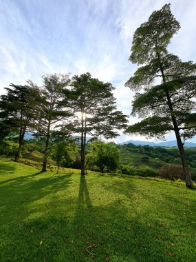 Tarlada güzel mavi gökyüzü olan ağaçlar. Tamesis, Antioquia, Kolombiya. 
