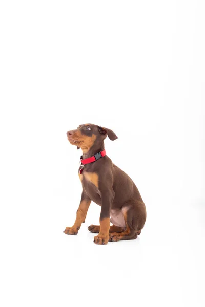 ブラウンドバーマン子犬で写真スタジオと白の背景 — ストック写真