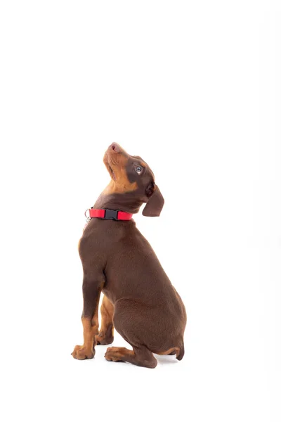 ブラウンドバーマン子犬で写真スタジオと白の背景 — ストック写真