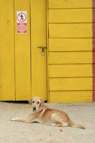 Риохача Гуахира Колумбия Марта 2019 Красивая Собака Желтой Двери — стоковое фото