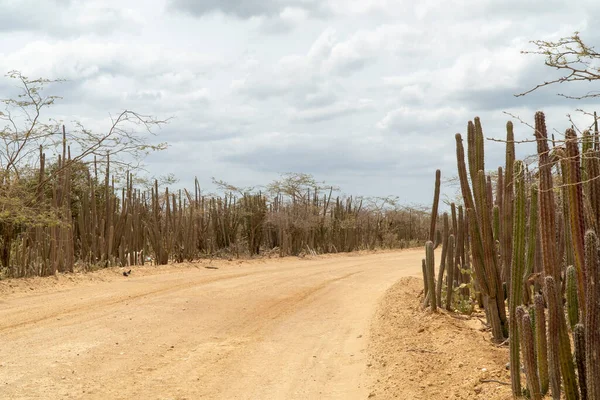 Estrada Arenosa Cacto Verde Guajira Colômbia — Fotografia de Stock