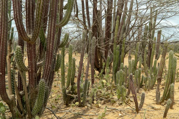 Camino Arena Cactus Verde Guajira Colombia — Foto de Stock