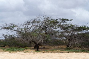 Kumsalda ağaçlar ve kum. Guajira, Kolombiya. 