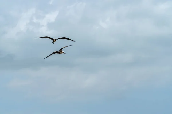 Πουλιά Που Πετούν Ουρανός Και Σύννεφα — Φωτογραφία Αρχείου