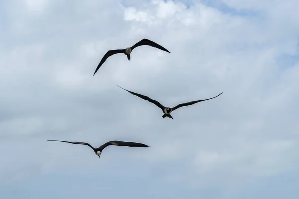 Păsări Care Zboară Cer Nori — Fotografie, imagine de stoc