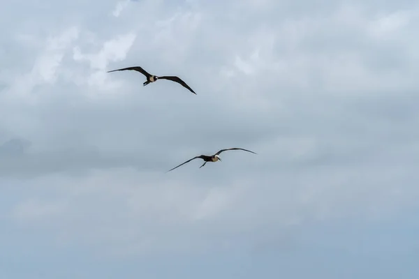 Oiseaux Volant Ciel Nuages — Photo