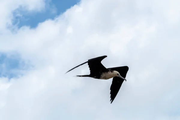 Păsări Care Zboară Cer Nori — Fotografie, imagine de stoc