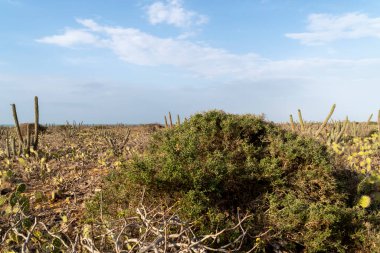 Punta Gallinas 'ta kaktüs manzarası ve mavi gökyüzü. Guajira, Kolombiya. 