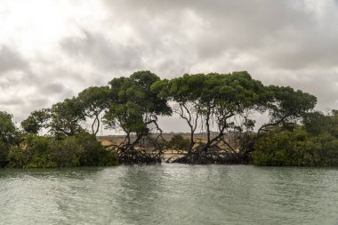 Punta Gallinas 'ta doğa, deniz, gökyüzü ve ağaçlar. Guajira, Kolombiya.