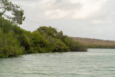 Punta Gallinas 'ta doğa, deniz, gökyüzü ve ağaçlar. Guajira, Kolombiya.