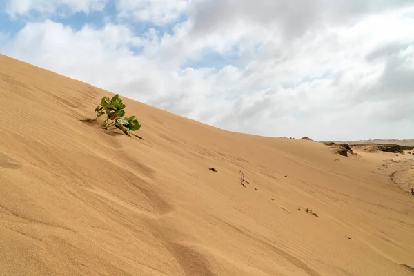 타로아 사막의 모래와 하늘에 식물을 심는다 콜롬비아 — 스톡 사진