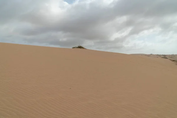 塔罗阿沙漠的沙滩和天空中的植物 — 图库照片