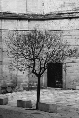 Segovia katedralinin arkasındaki sonbahar ağacı. İspanya