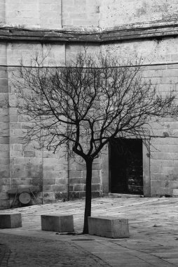 Segovia katedralinin arkasındaki sonbahar ağacı. İspanya