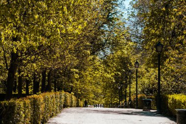 Trees with blue summer sky in the city of Madrid, Spain.