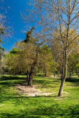 Spring trees in the city with beautiful blue sky. Madrid Spain.