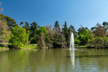 Spring trees in the city with beautiful blue sky. Madrid Spain.