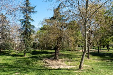 Spring trees in the city with beautiful blue sky. Madrid Spain.
