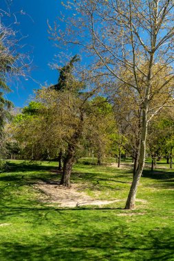 Spring trees in the city with beautiful blue sky. Madrid Spain.