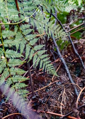 Landscape with mushrooms and vegetation on the road. Tasmania, Australia.