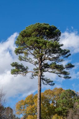 Charlotte, Kuzey Carolina, ABD 'de mavi gökyüzü ve sonbahar renkli ağaçlara sahip duvar kağıtları