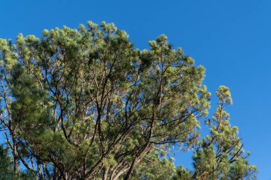 Charlotte, Kuzey Carolina, ABD 'de mavi gökyüzü ve sonbahar renkli ağaçlara sahip duvar kağıtları