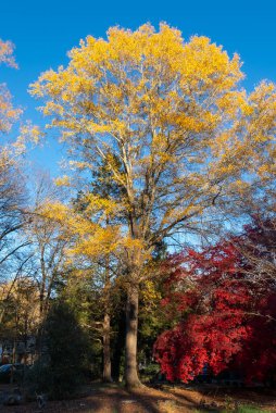 Charlotte, Kuzey Carolina, ABD 'de mavi gökyüzü ve sonbahar renkli ağaçlara sahip duvar kağıtları