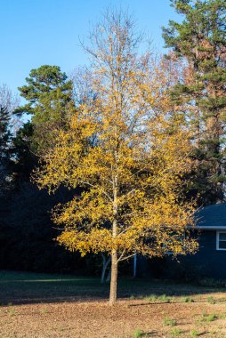 Charlotte, Kuzey Carolina, ABD 'de mavi gökyüzü ve sonbahar renkli ağaçlara sahip duvar kağıtları