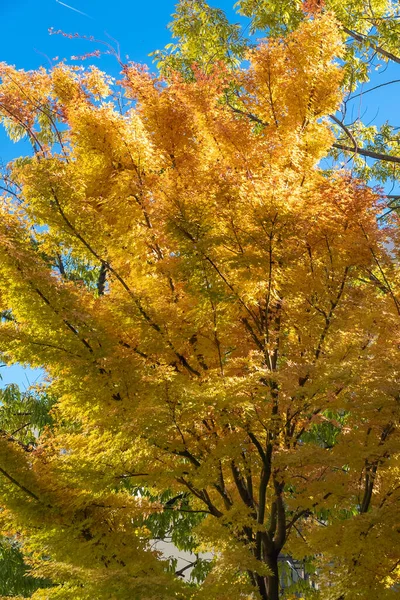 Wallpapers Blue Sky Autumn Colored Trees Charlotte North Carolina Usa — Stock Photo, Image