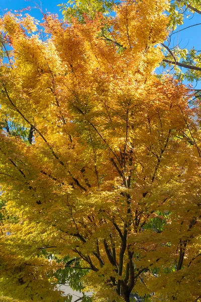 ノースカロライナ州シャーロットの青い空と秋の色の木がある壁紙 — ストック写真
