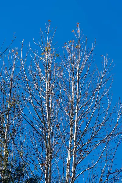 Imagini Fundal Cer Albastru Toamnă Copaci Colorate Charlotte Carolina Nord — Fotografie, imagine de stoc