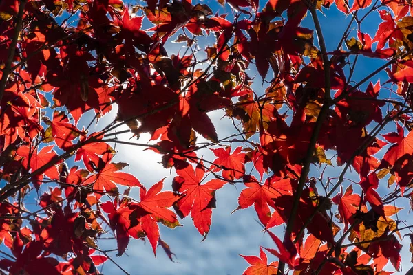 Tapeta Niebieskim Niebem Jesiennymi Kolorowymi Drzewami Charlotte Karolina Północna Usa — Zdjęcie stockowe