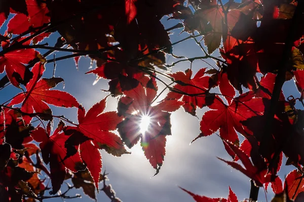 Behang Met Blauwe Lucht Herfst Gekleurde Bomen Charlotte North Carolina — Stockfoto