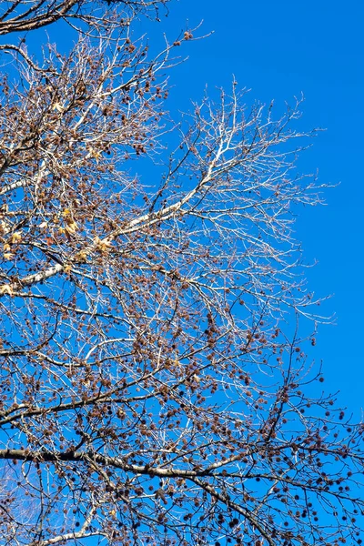 Ταπετσαρίες Μπλε Ουρανό Και Φθινοπωρινά Χρωματιστά Δέντρα Charlotte Βόρεια Καρολίνα — Φωτογραφία Αρχείου