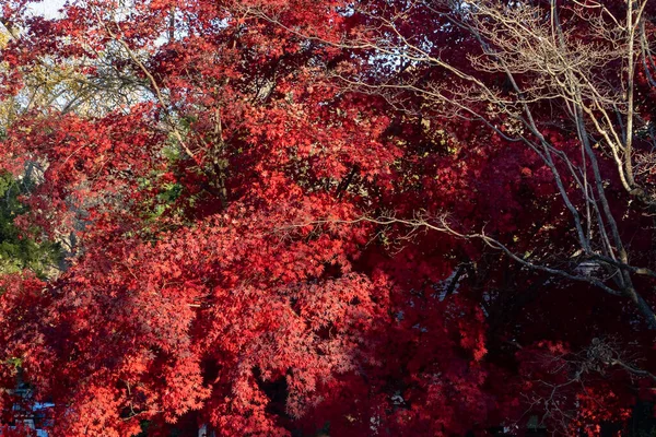 Charlotte Kuzey Carolina Abd Mavi Gökyüzü Sonbahar Renkli Ağaçlara Sahip — Stok fotoğraf