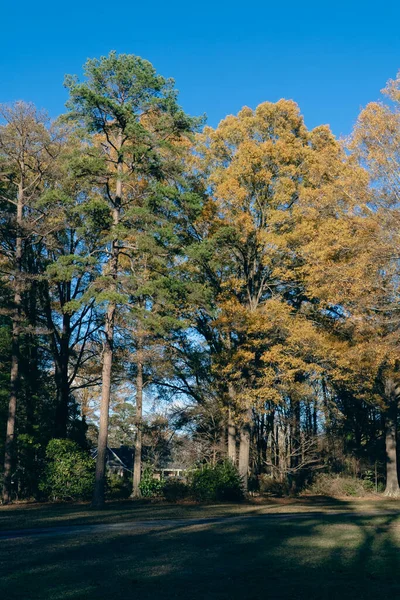 Papéis Parede Com Céu Azul Árvores Coloridas Outono Charlotte Carolina — Fotografia de Stock